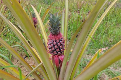 Sky Ladder Pineapple Farm
